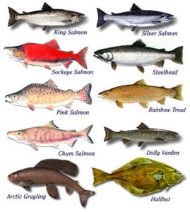 fish_speciesalaska_000